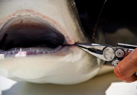 Wave in Action Wave in Sharks Mouth